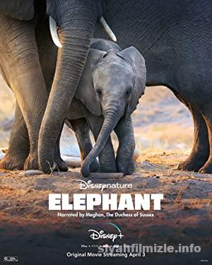 Fil (Elephant) 2020 Filmi Türkçe Dublaj Full izle